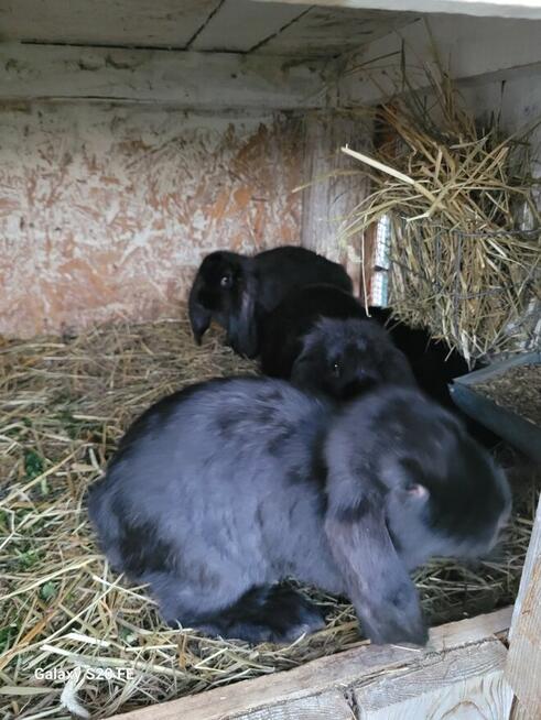 Barany francuskie czarne Czyste barany