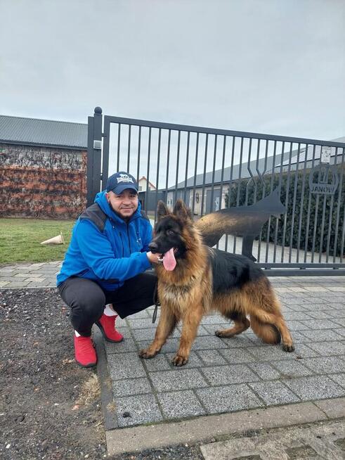 TRANSPORT ZWIERZĄT Psów kotów Live Animals transport