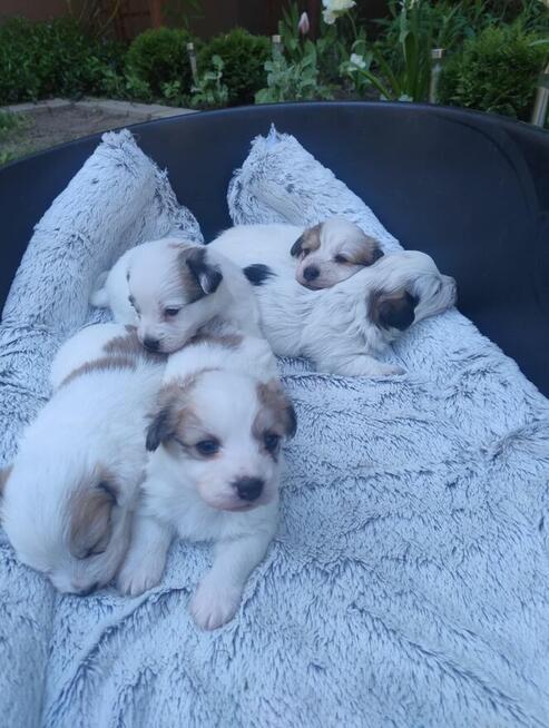 Szukają kochającego domu :) Piękne, zadbane, zdrowe!