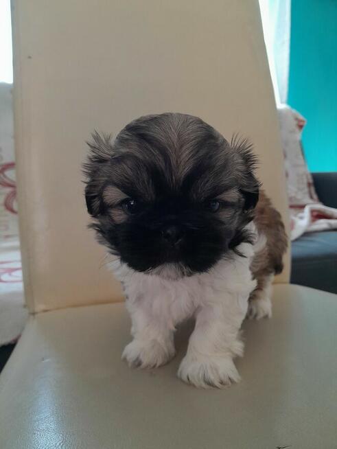 szczeniaki shih tzu