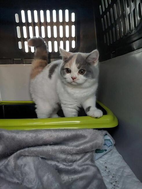 TRANSPORT ZWIERZĄT Psów kotów Live Animals transport