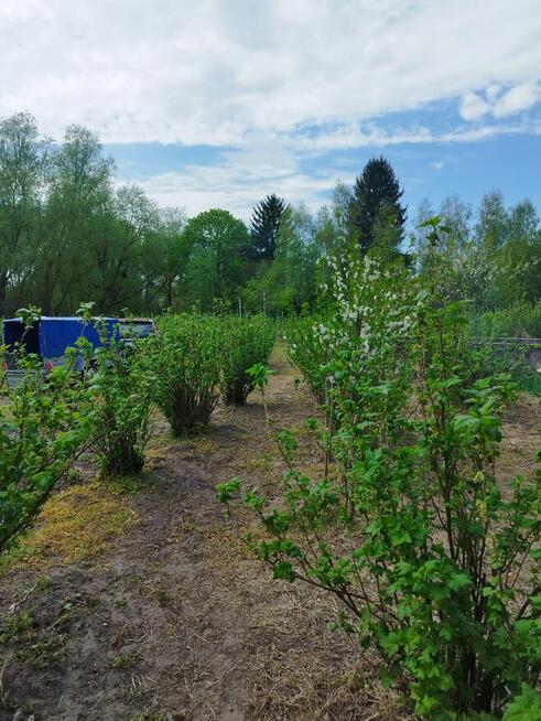 Sprzedam siedlisko dom działka 2700m/2
