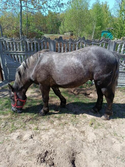 Ogierek Zimnokrwisty