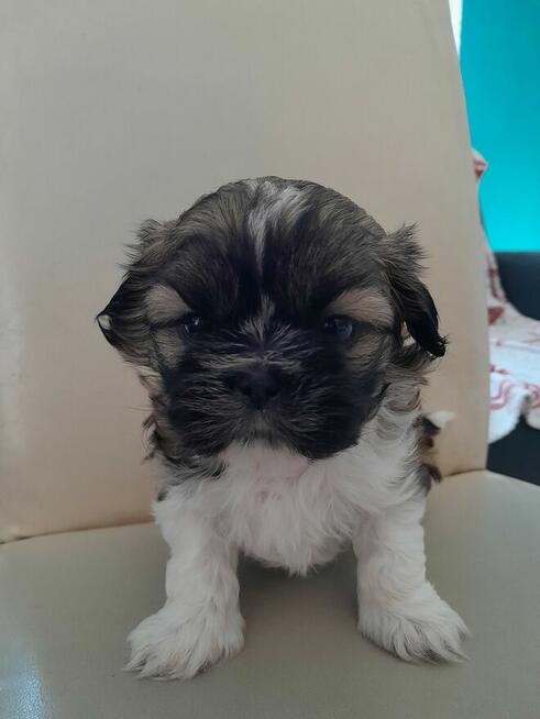 szczeniaki shih tzu