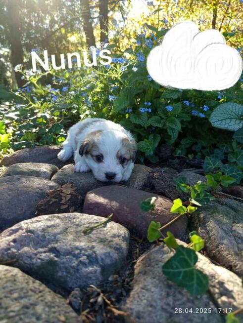 Szukają kochającego domu :) Piękne, zadbane, zdrowe!