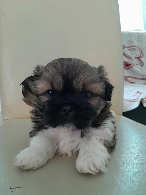 szczeniaki shih tzu