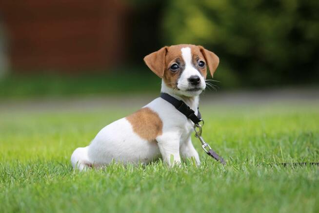 Jack Russel Terrier