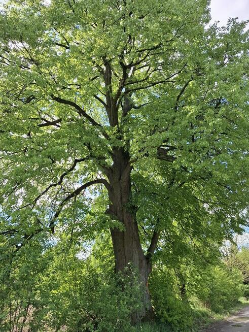 Działka Rudnik nad Sanem