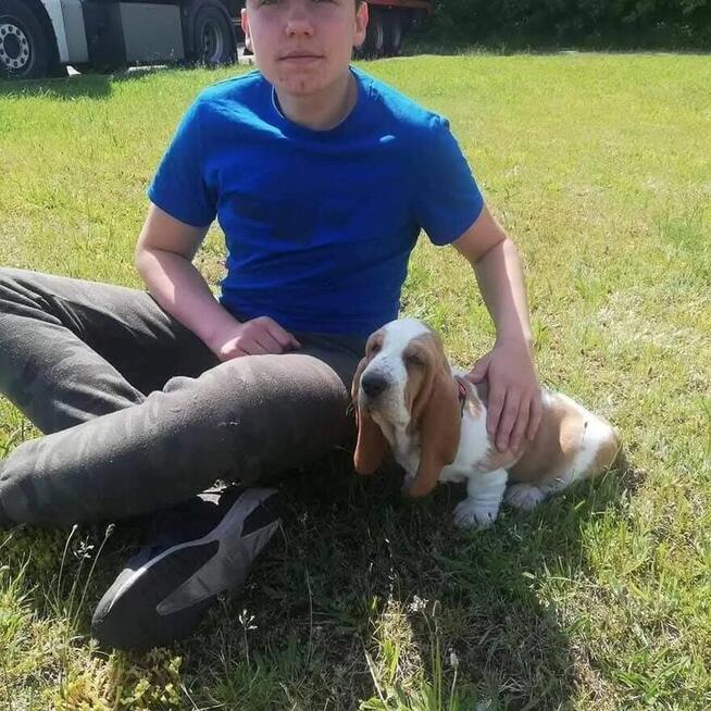 TRANSPORT ZWIERZĄT Psów kotów Live Animals transport