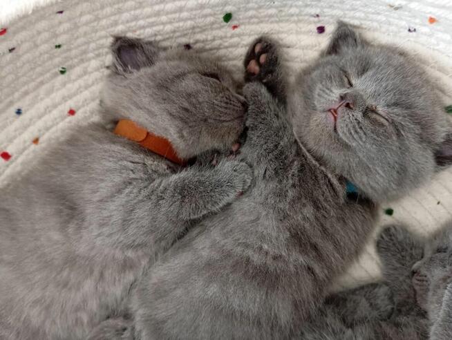 Kocięta Brytyjskie krótkowłose