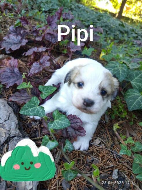 Szukają kochającego domu :) Piękne, zadbane, zdrowe!