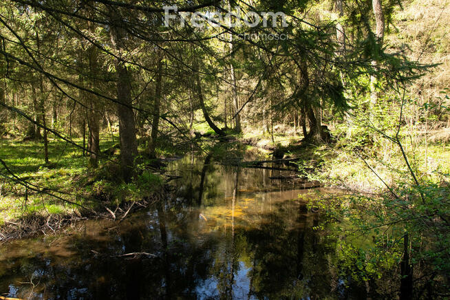 Duża działka leśna we wsi Bobrowa
