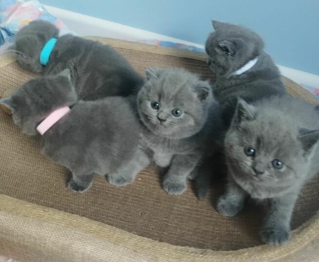 Kocięta Brytyjskie krótkowłose