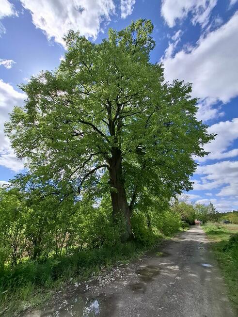 Działka Rudnik nad Sanem