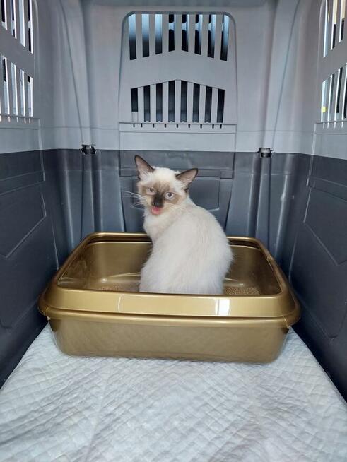 TRANSPORT ZWIERZĄT Psów kotów Live Animals transport