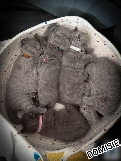 Kocięta Brytyjskie krótkowłose