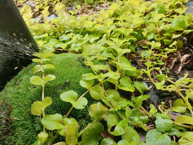 Ogrody budowa i pielegnacja