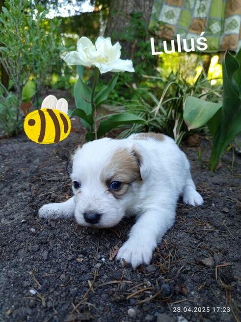 Szukają kochającego domu :) Piękne, zadbane, zdrowe!