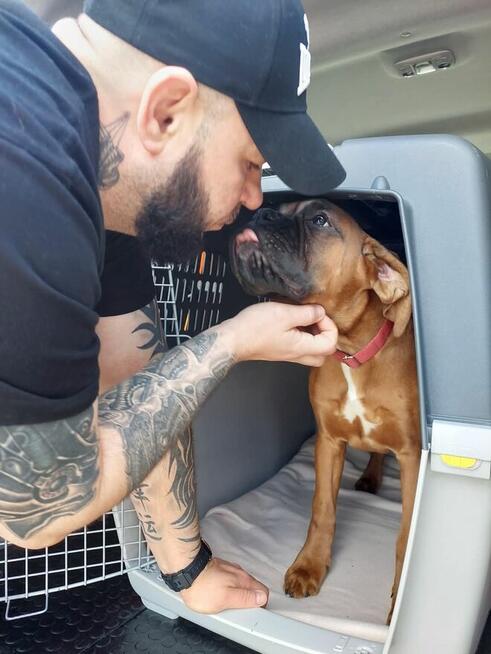 TRANSPORT ZWIERZĄT Psów kotów Live Animals transport