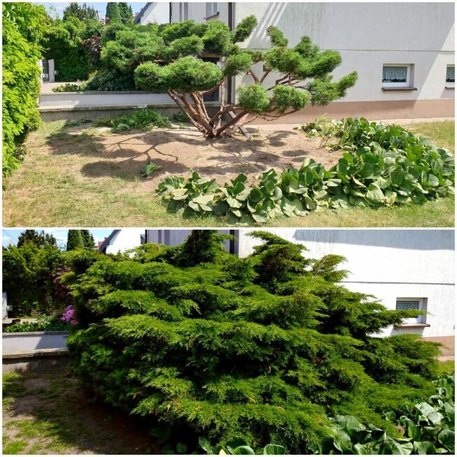 Ogrody budowa i pielegnacja