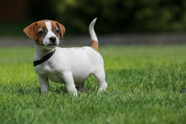 Jack Russel Terrier