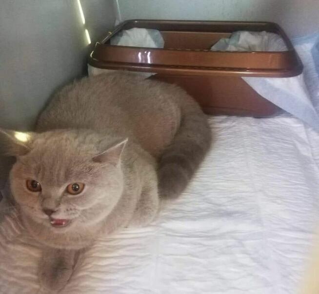 TRANSPORT ZWIERZĄT Psów kotów Live Animals transport