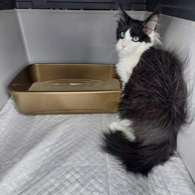 TRANSPORT ZWIERZĄT Psów kotów Live Animals transport