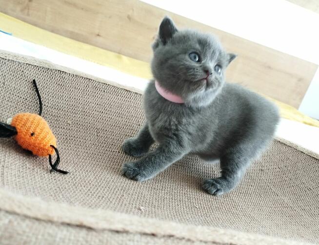 Kocięta Brytyjskie krótkowłose