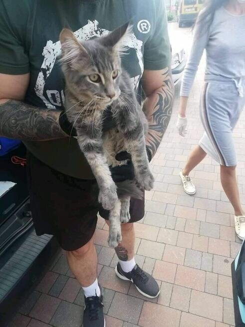 TRANSPORT ZWIERZĄT Psów kotów Live Animals transport