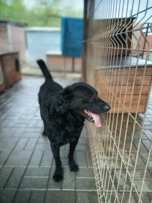 Pluto - fantastyczny LABRADOR mix szuka domu!