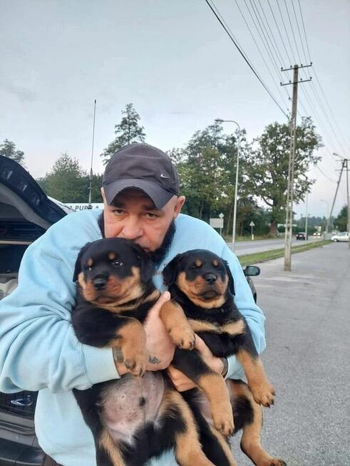 TRANSPORT ZWIERZĄT Psów kotów Live Animals transport