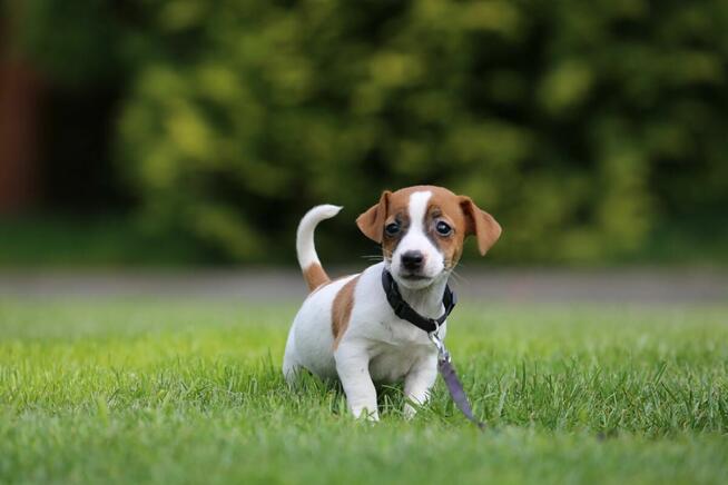 Jack Russel Terrier