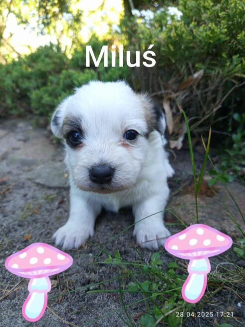 Szukają kochającego domu :) Piękne, zadbane, zdrowe!