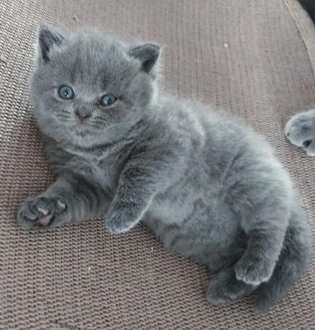 Kocięta Brytyjskie krótkowłose