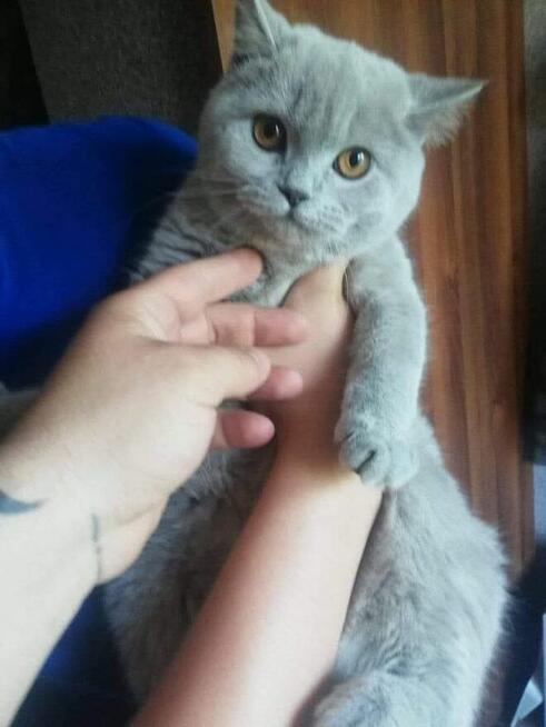 TRANSPORT ZWIERZĄT Psów kotów Live Animals transport