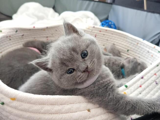 Kocięta Brytyjskie krótkowłose