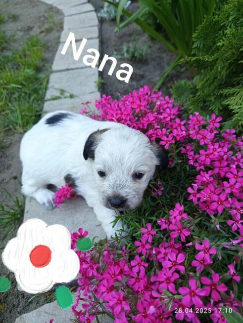 Szukają kochającego domu :) Piękne, zadbane, zdrowe!