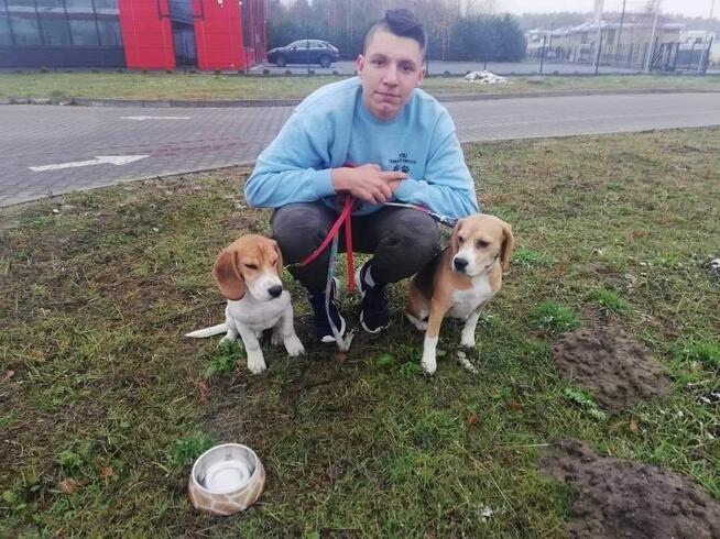 TRANSPORT ZWIERZĄT Psów kotów Live Animals transport