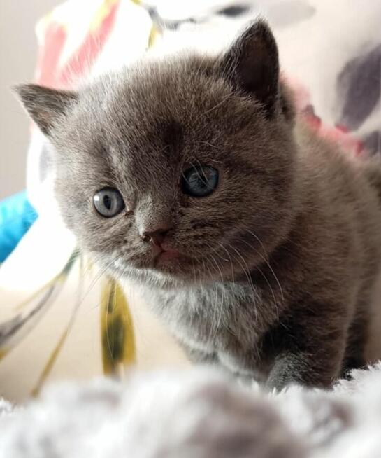 Kocięta Brytyjskie krótkowłose