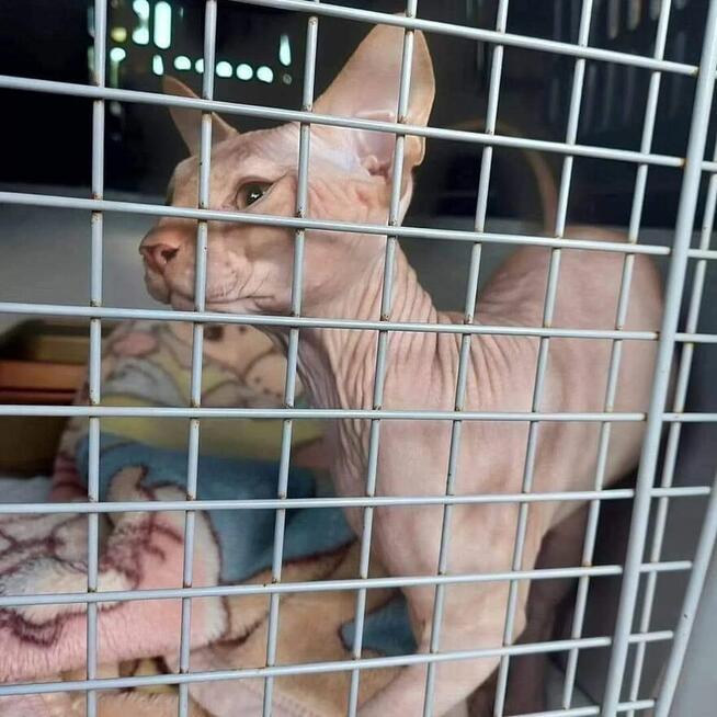 TRANSPORT ZWIERZĄT Psów kotów Live Animals transport