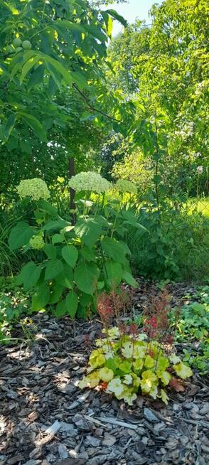 Działka, ROD im. Mikołaja Kopernika
