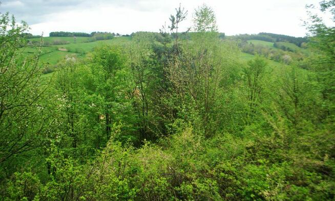 85,45 ar. działka rolna zalesiona, 5 km. od brzegu Jeziora S