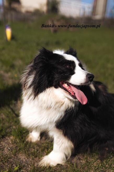 Bambus i Bańka - szukamy domu
