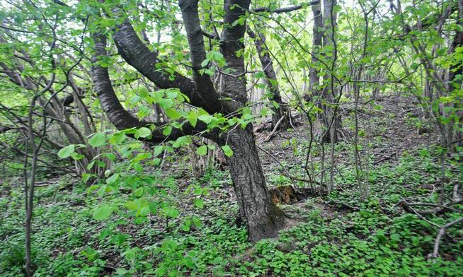 85,45 ar. działka rolna zalesiona, 5 km. od brzegu Jeziora S