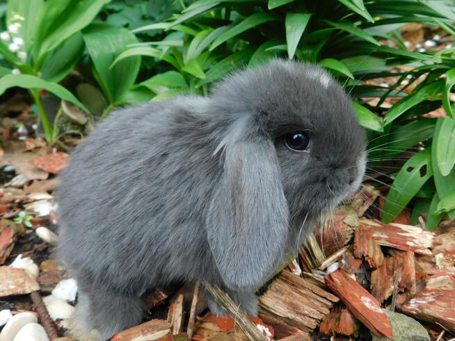 Niebieskie króliki mini lop
