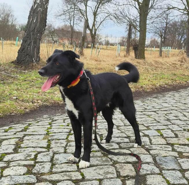 Elegancki psiak Bond szuka domu!