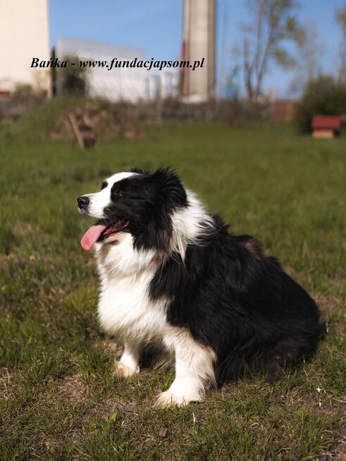 Bambus i Bańka - szukamy domu