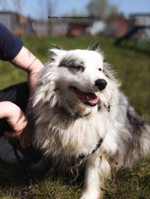 Bambus i Bańka - szukamy domu