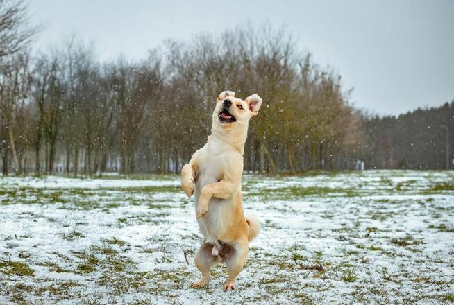 Reks- porzucony młody biszkoptowy pies do adopcji