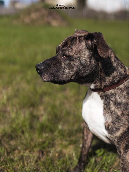 Bombaj - czeka na nowy dom